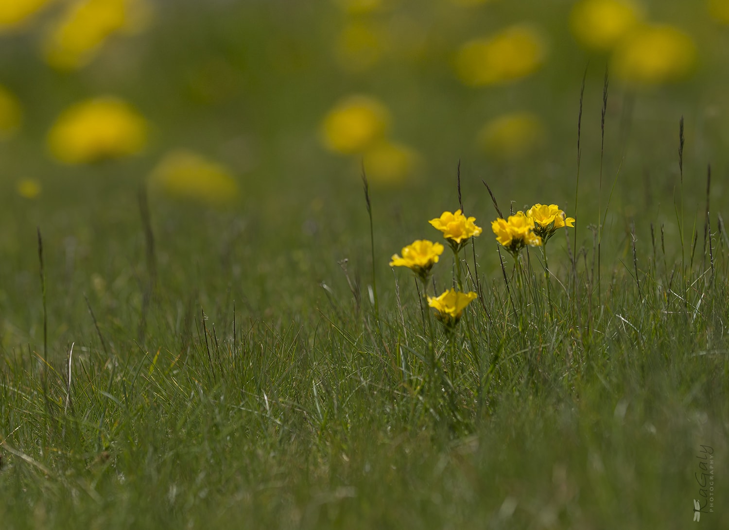 Wild flowers in Pirin mountain