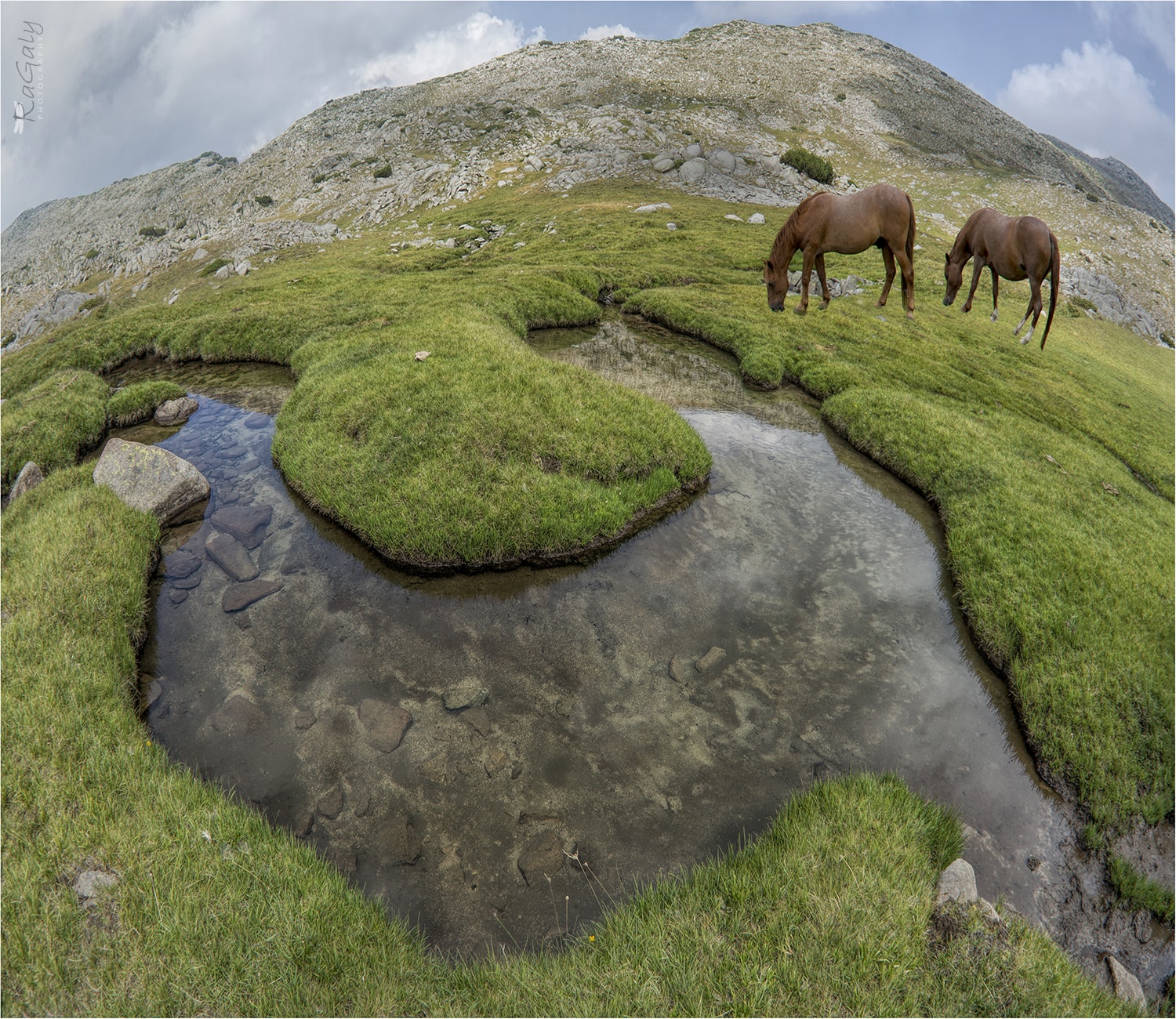 Alpin horses