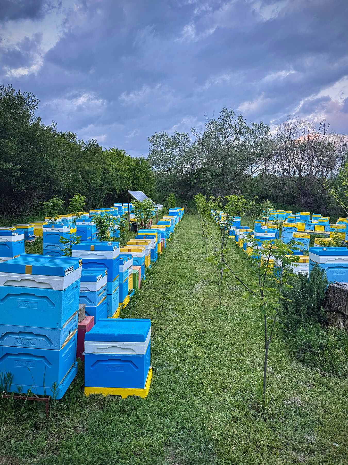 GHoney "Пчелин 1" - току що окосен