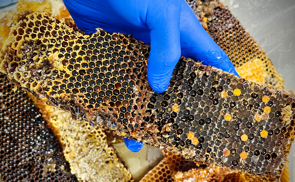 Пчелни далаци, пълни с мед и прашец