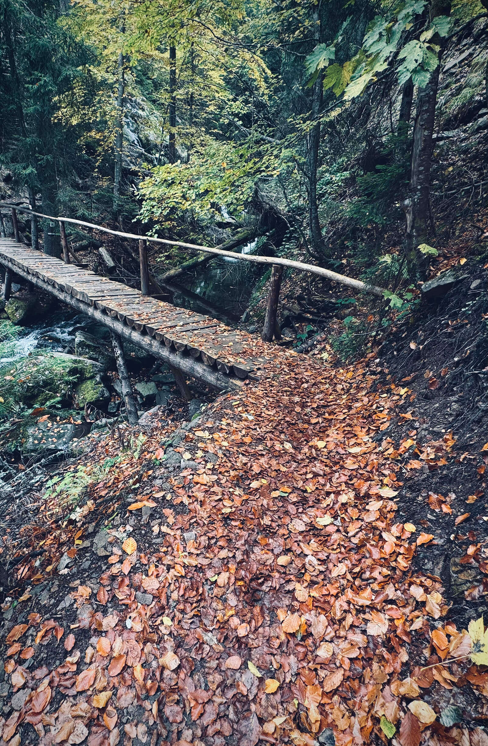 Дървен мост покрит с есенни листа