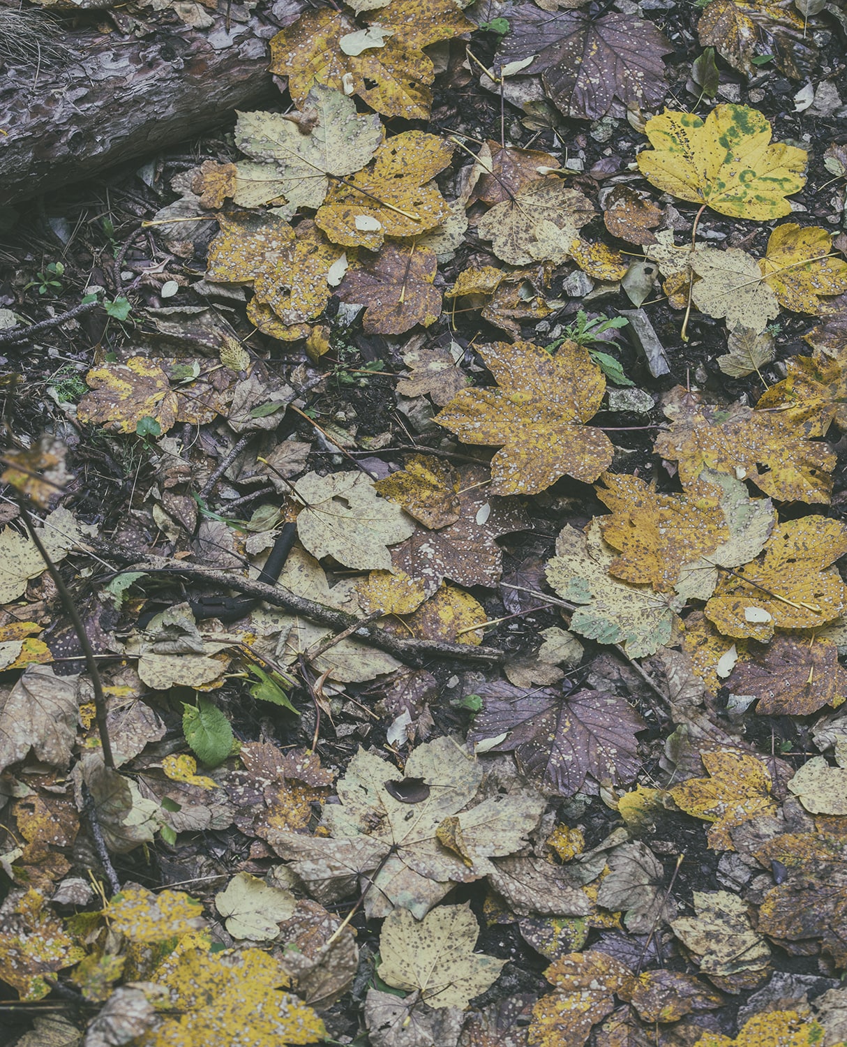 Fallen leaves