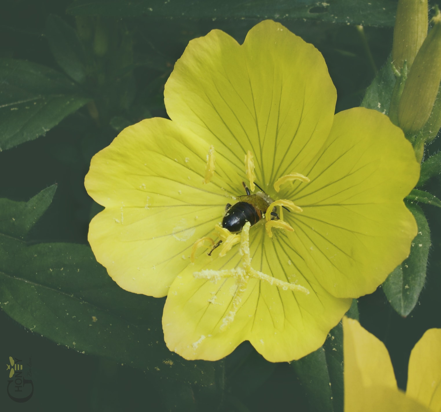 wild flower and bee